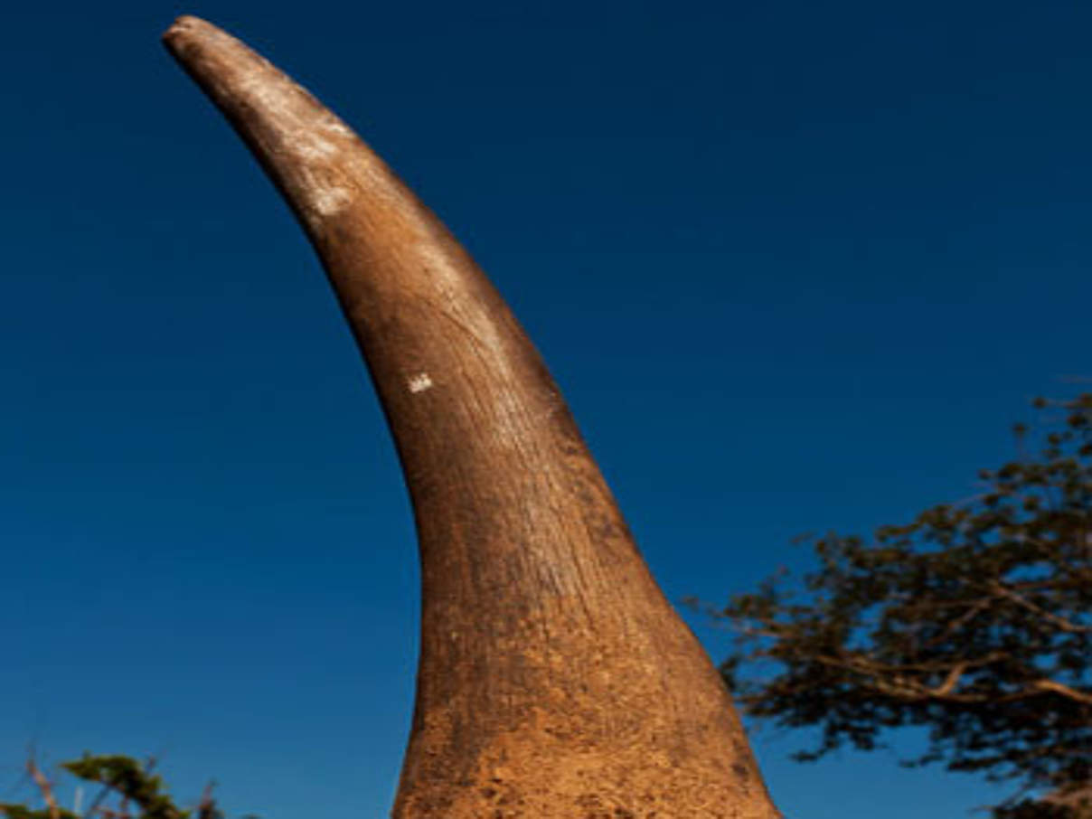 350 nashorn c gettyimages brentstirton wwfuk Nashorn ist eines des illegalen Tierprodukte © gettyimages / Brent Stirton / WWF UK