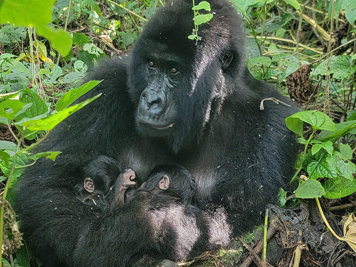 Berggorilla-Weibchen Mafuko bekommt Zwillinge im Virunga Nationalpark