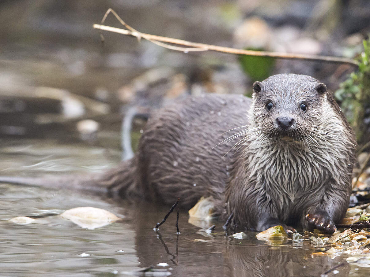 Fischotter © Ralph Frank / WWF