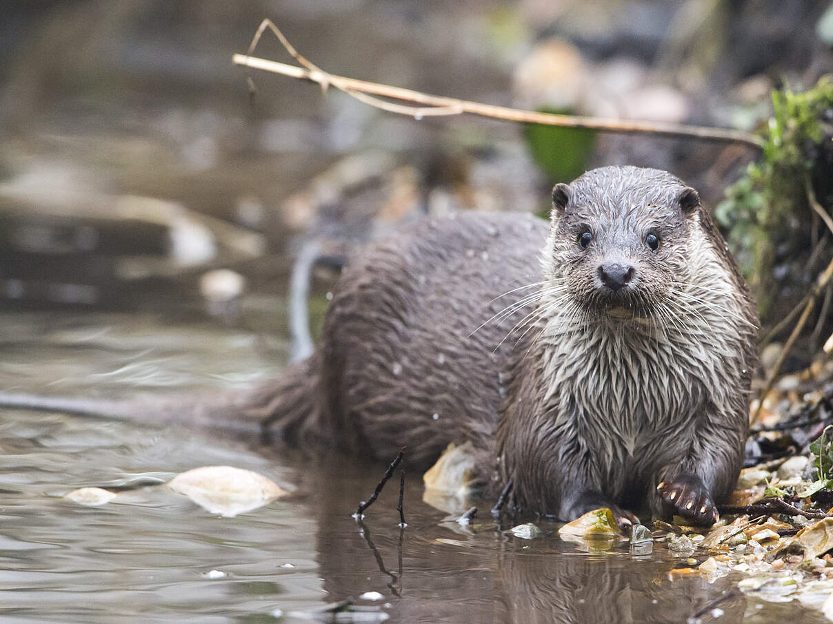 Fischotter © Ralph Frank / WWF