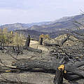 Pinien- und Eichenwald nach Brand in Spanien © Jorge BARTOLOME / WWF
