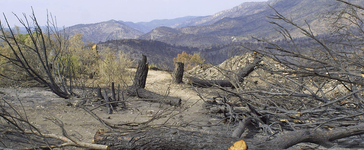 Pinien- und Eichenwald nach Brand in Spanien © Jorge BARTOLOME / WWF