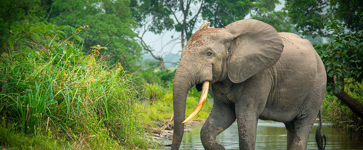 Waldelefant im Kongo 