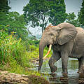 Waldelefant im Kongo 