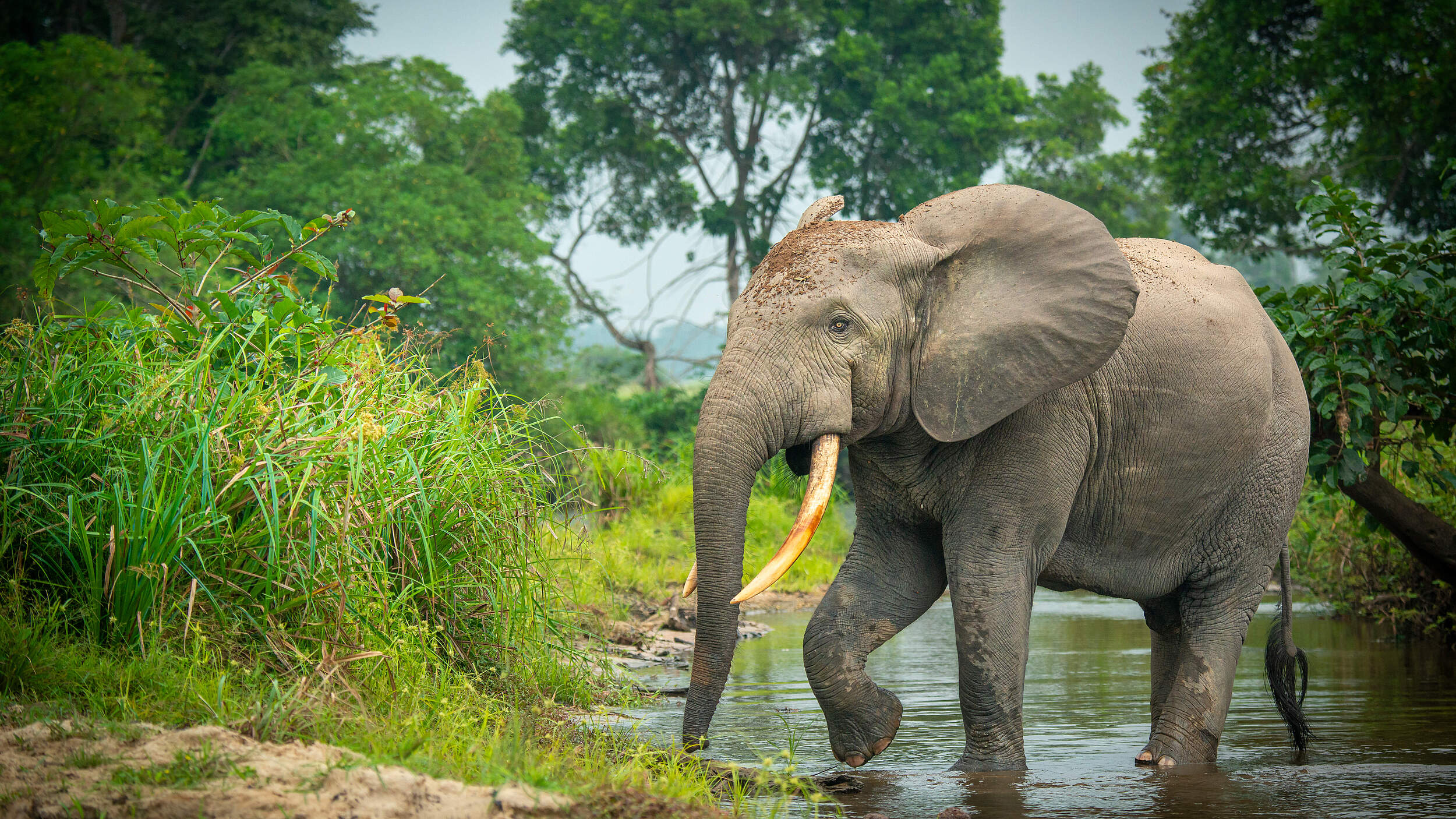 Waldelefant im Kongo 