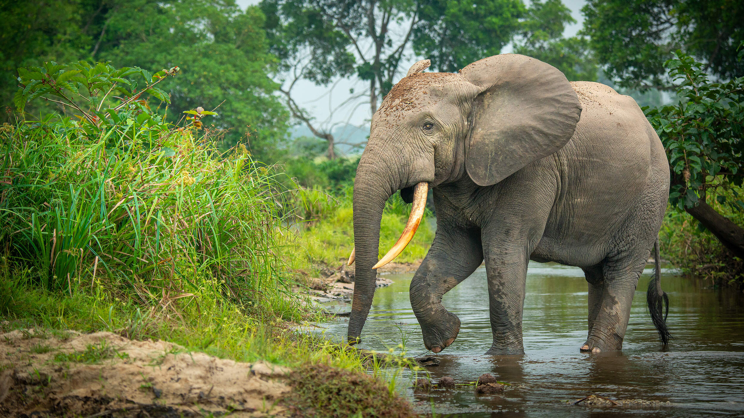 Waldelefant im Kongo 
