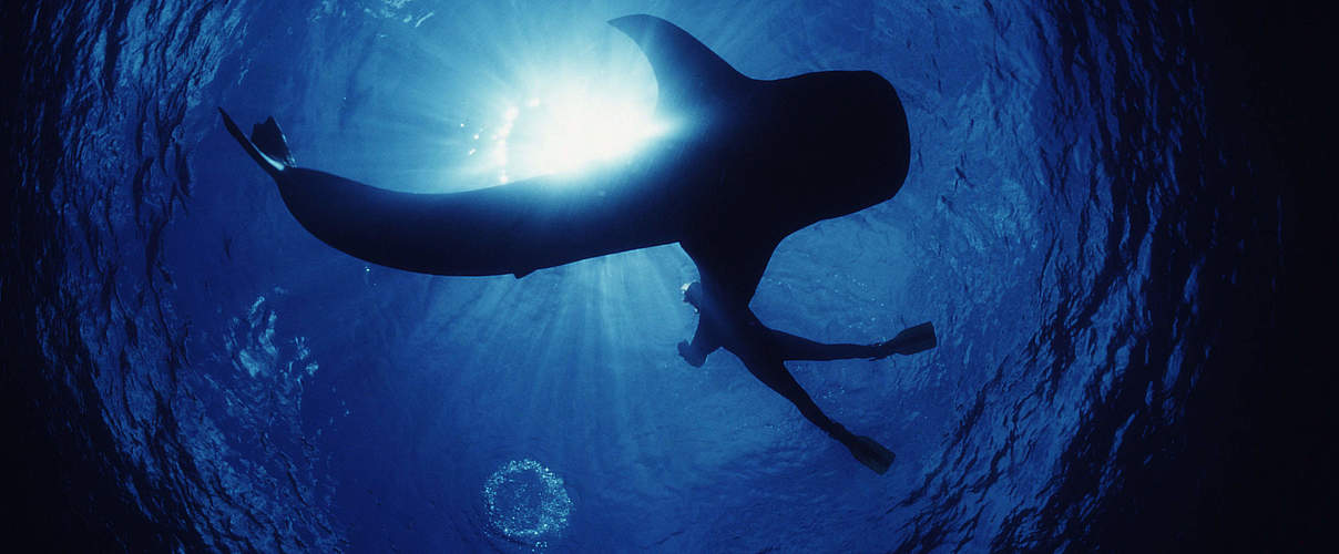 Walhai im Indo-Pazifischen Ozean © Jürgen Freund / WWF