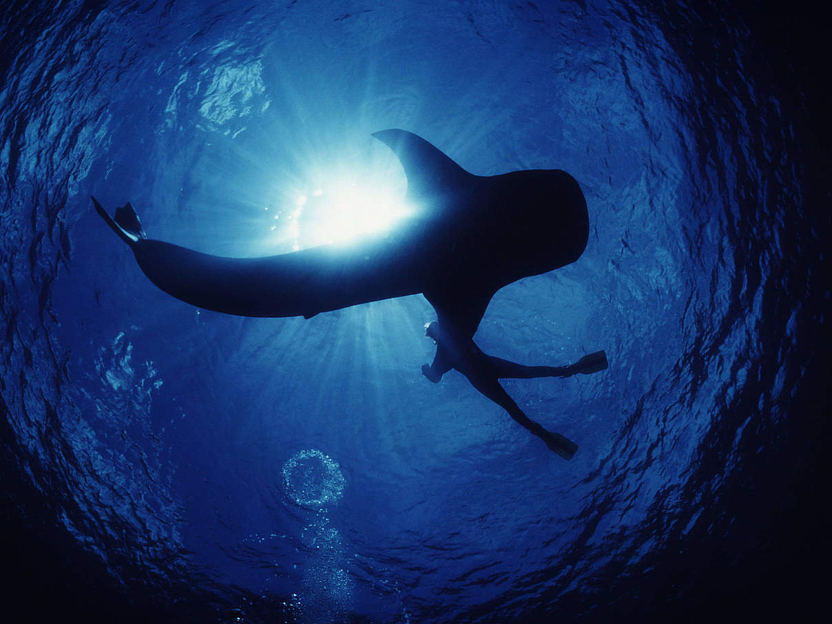 Walhai im Indo-Pazifischen Ozean © Jürgen Freund / WWF
