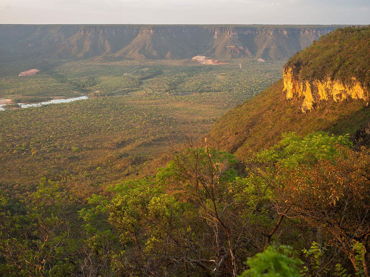 Die Cerrado-Savanne gehört zu den weltweit am stärksten gefährdeten Ökosystemen © David Bebber / WWF-UK 