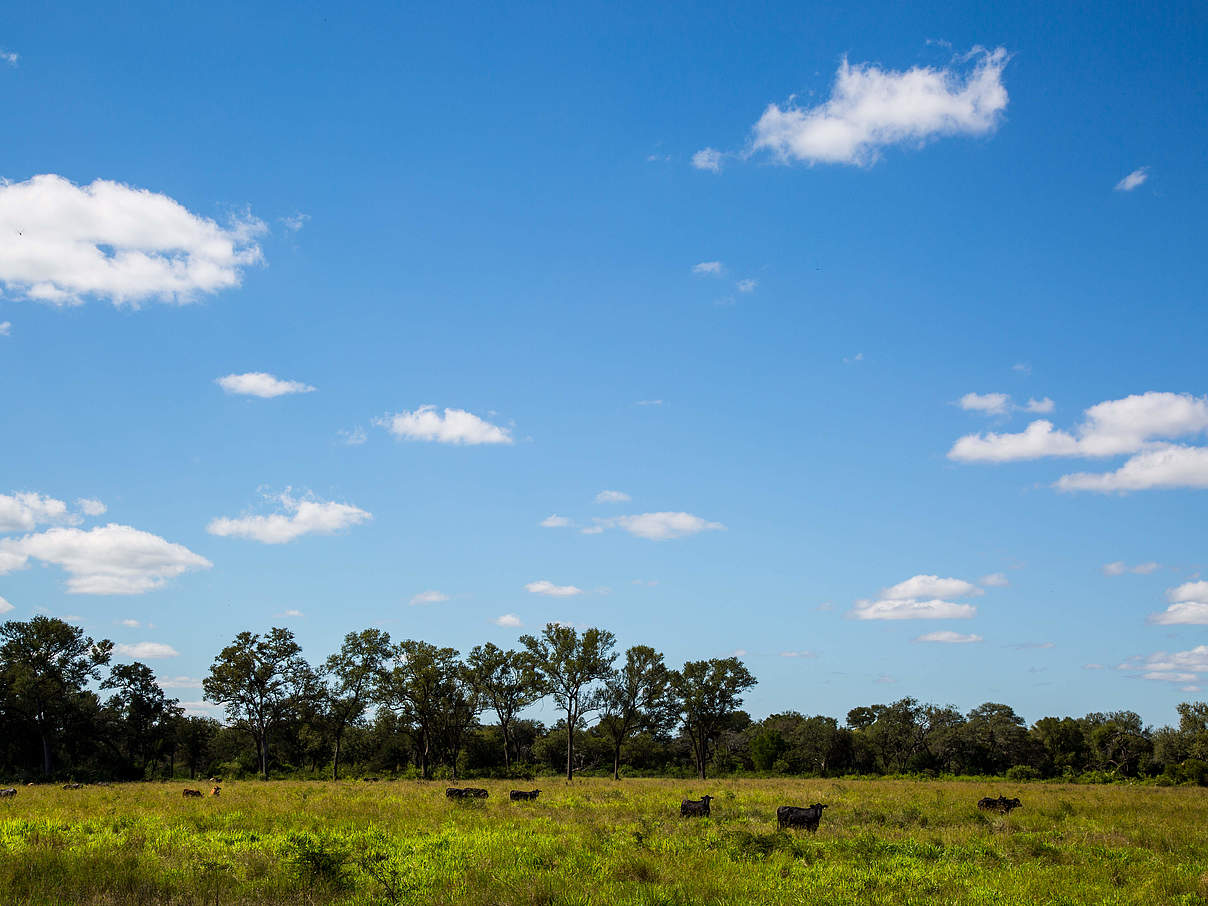 Gran Chaco Region in Argentinien © Jason Houston / WWF-US Gran Chaco Region in Argentinien © Jason Houston / WWF-US