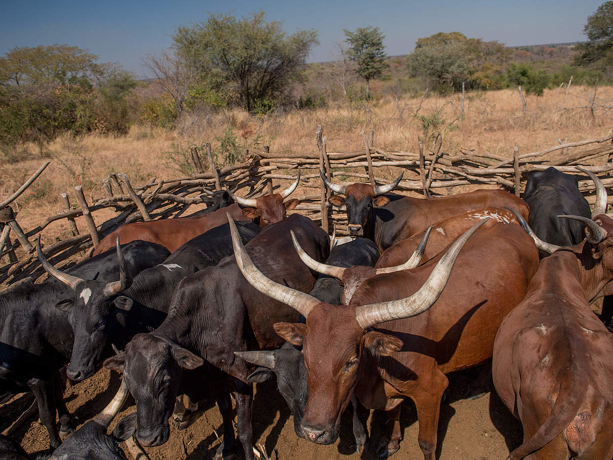 Rinder in traditionellem Kraal © Gareth Bentley / WWF-US
