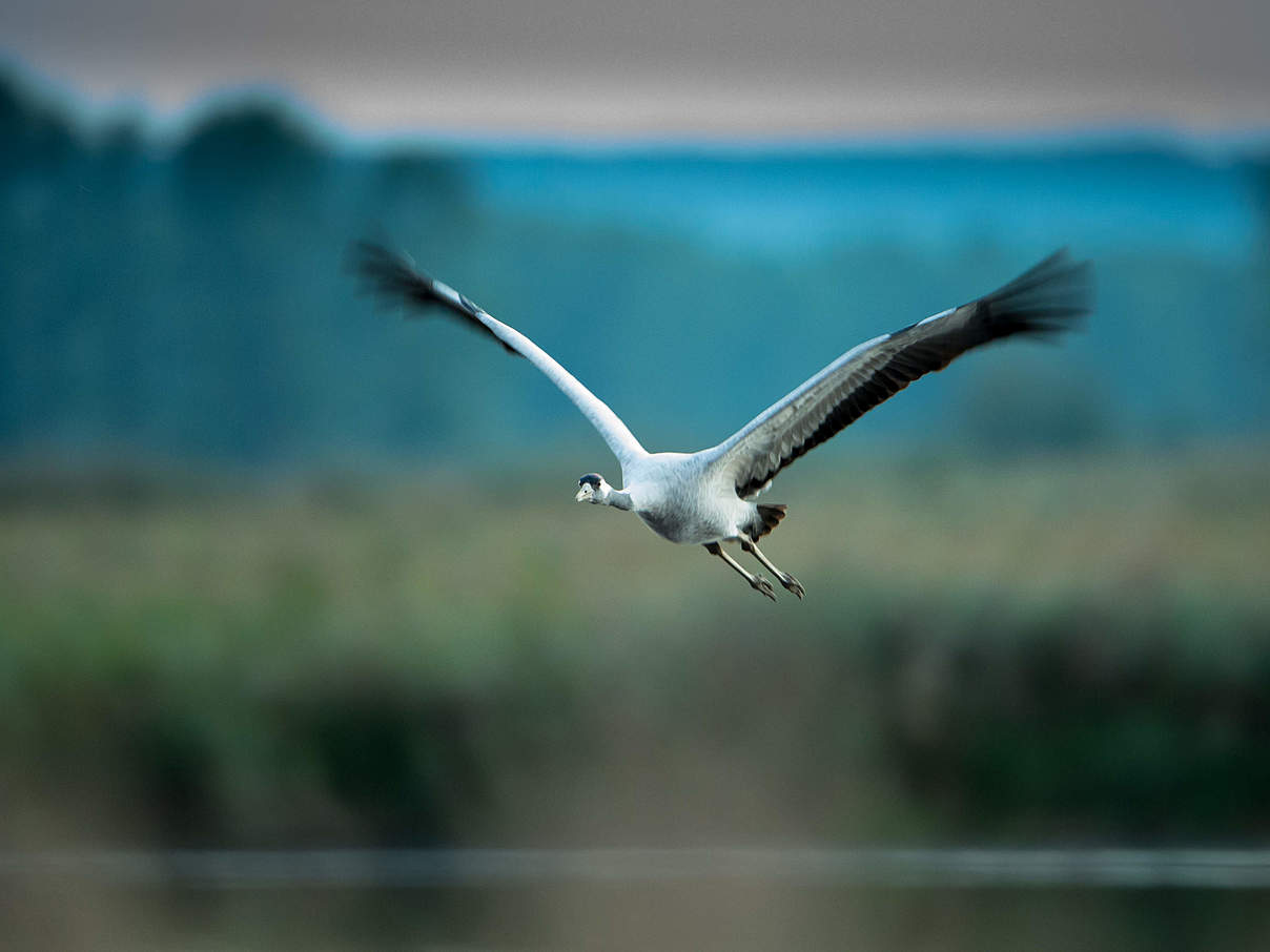 Kranich im Flug © Ralph Frank / WWF
