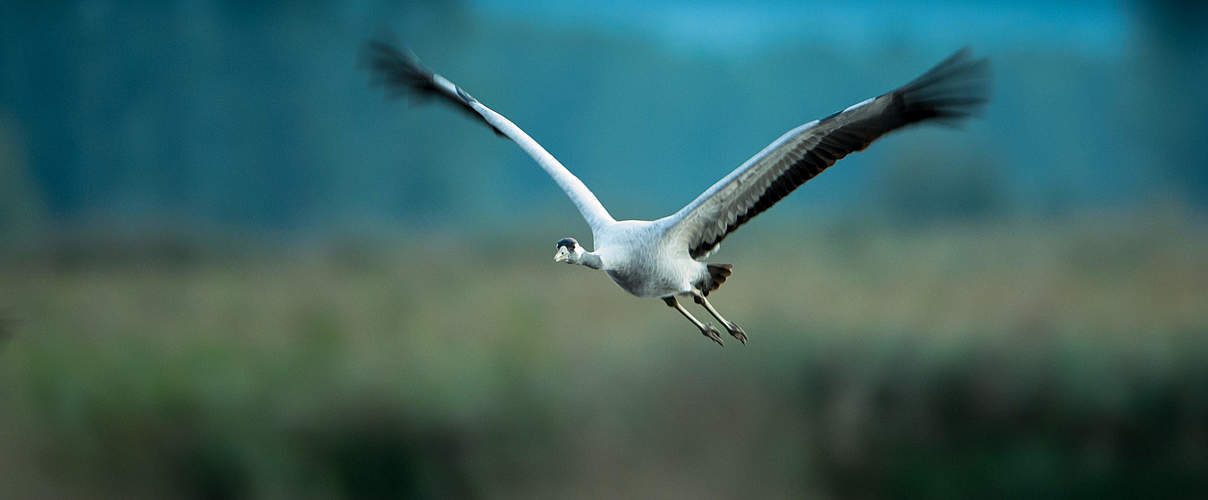 Kranich im Flug © Ralph Frank / WWF