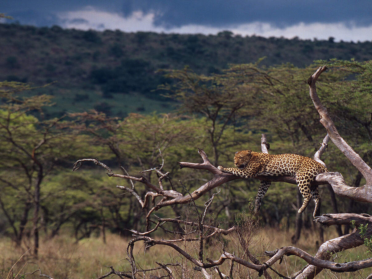 Leopard auf einem Baum in Kenia
