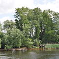 Tideauwald an der Unterelbe © Claudia Stocksieker / WWF