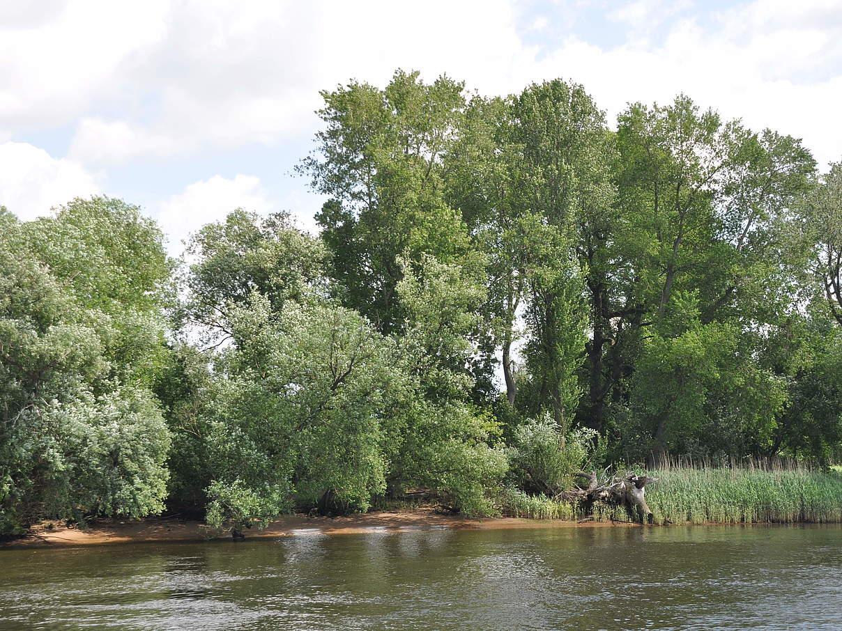 Tideauwald an der Unterelbe © Claudia Stocksieker / WWF