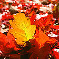 Herbstlaub © Global Warming Images / WWF