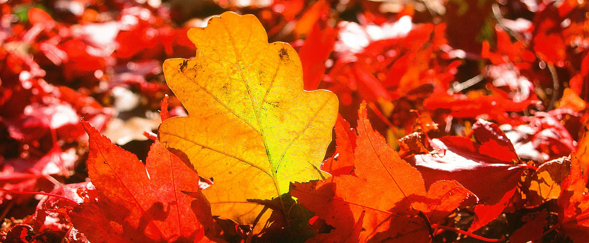 Herbstlaub © Global Warming Images / WWF