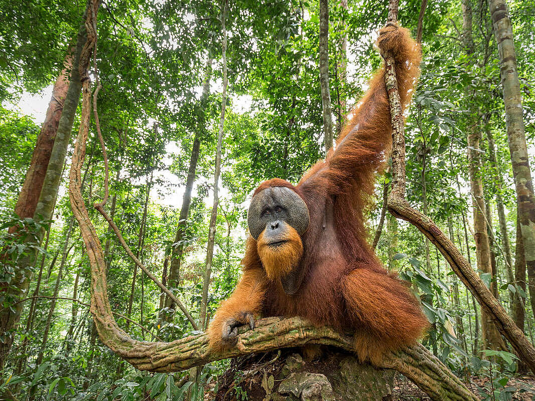 Orang-Utan 