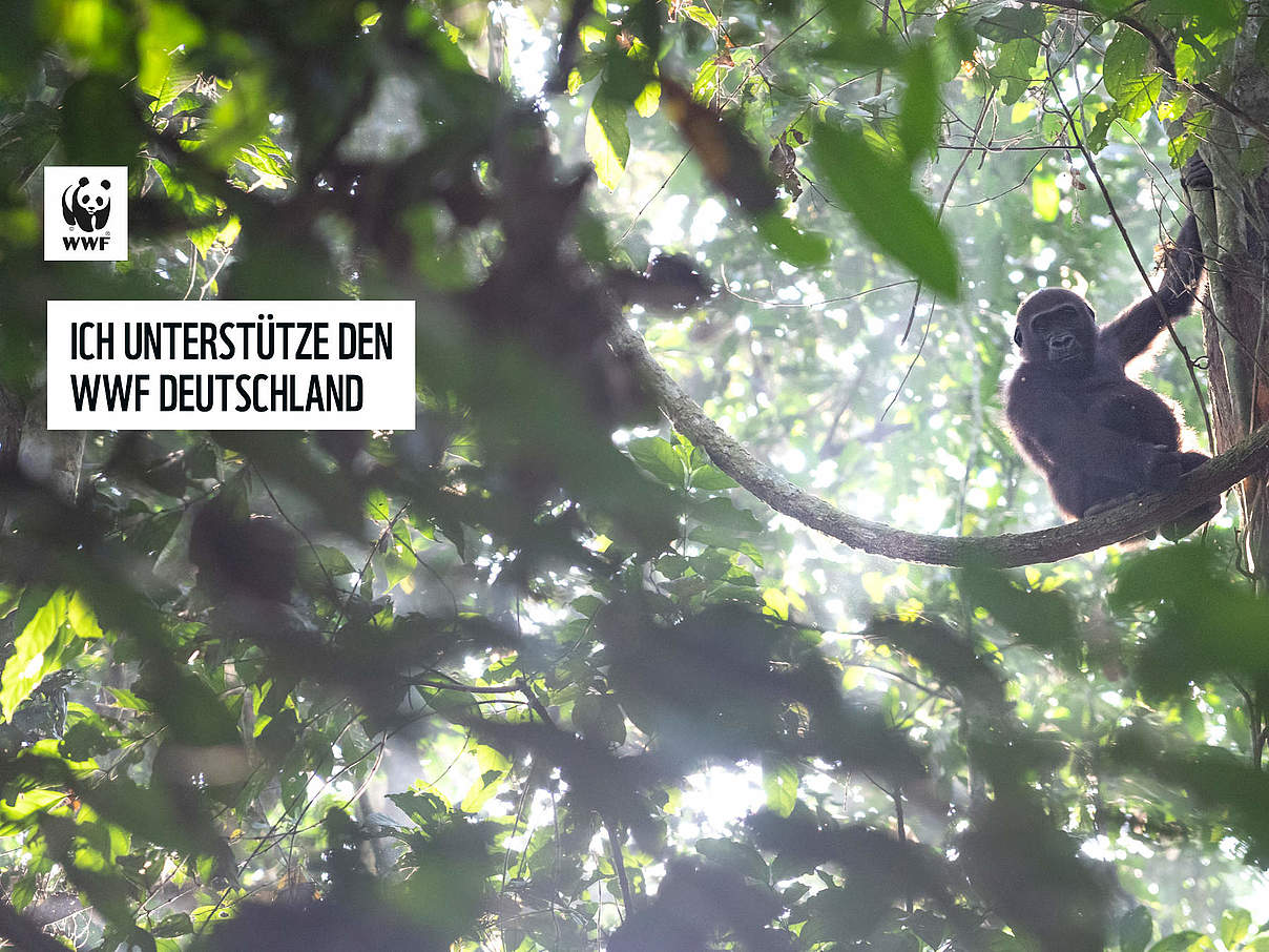 Gorilla im Baum © Andy Isaacson / WWF US 