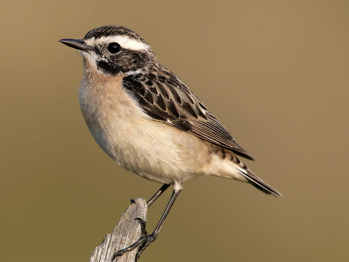 Braunkehlchen © Frank Gottwald