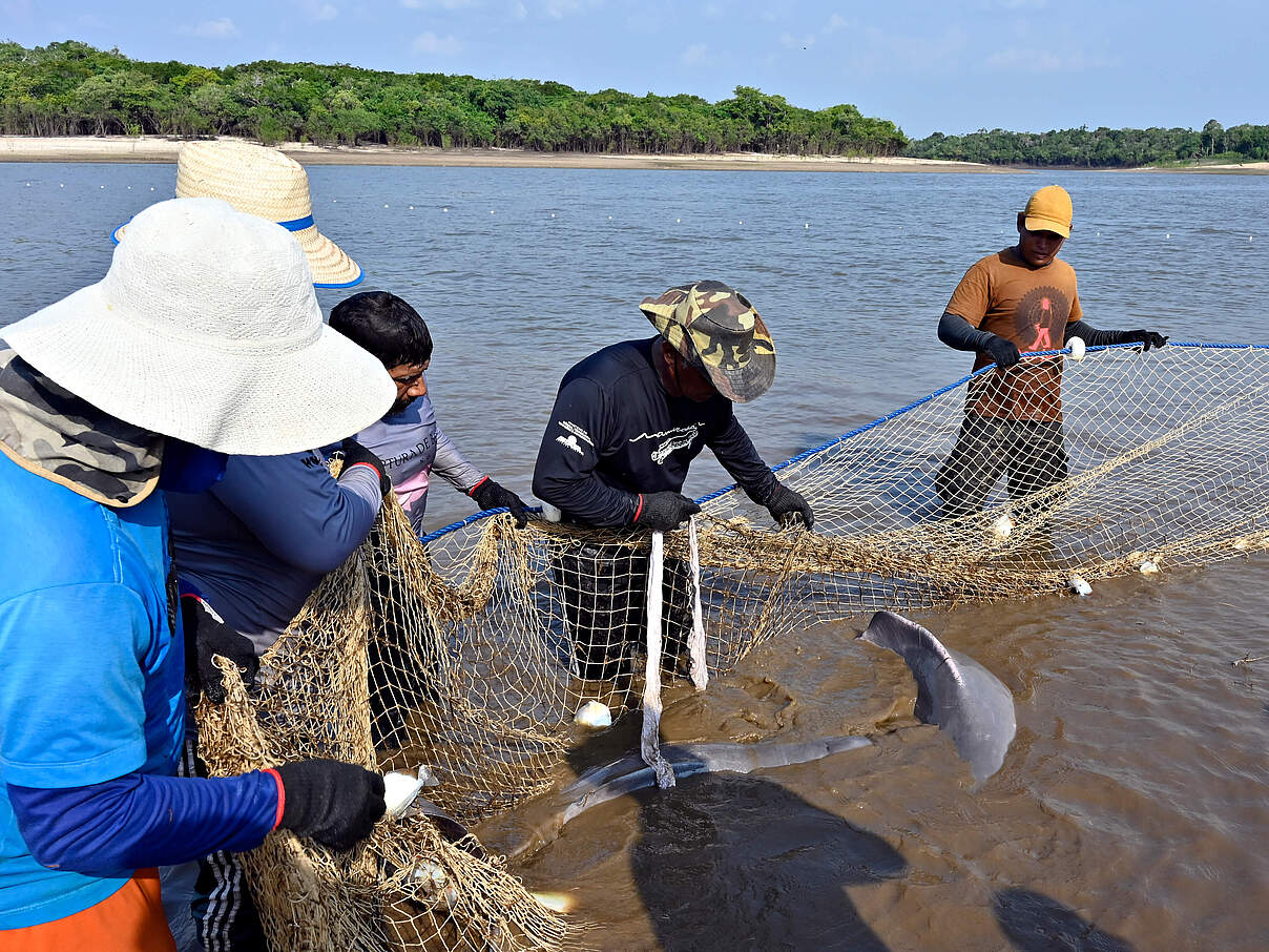 Flussdelfin-Expedition im Tefe-See 2024