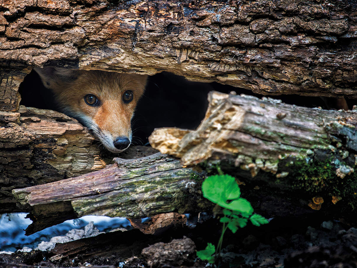 Fuchs schaut unter einem Baumstamm hervor 