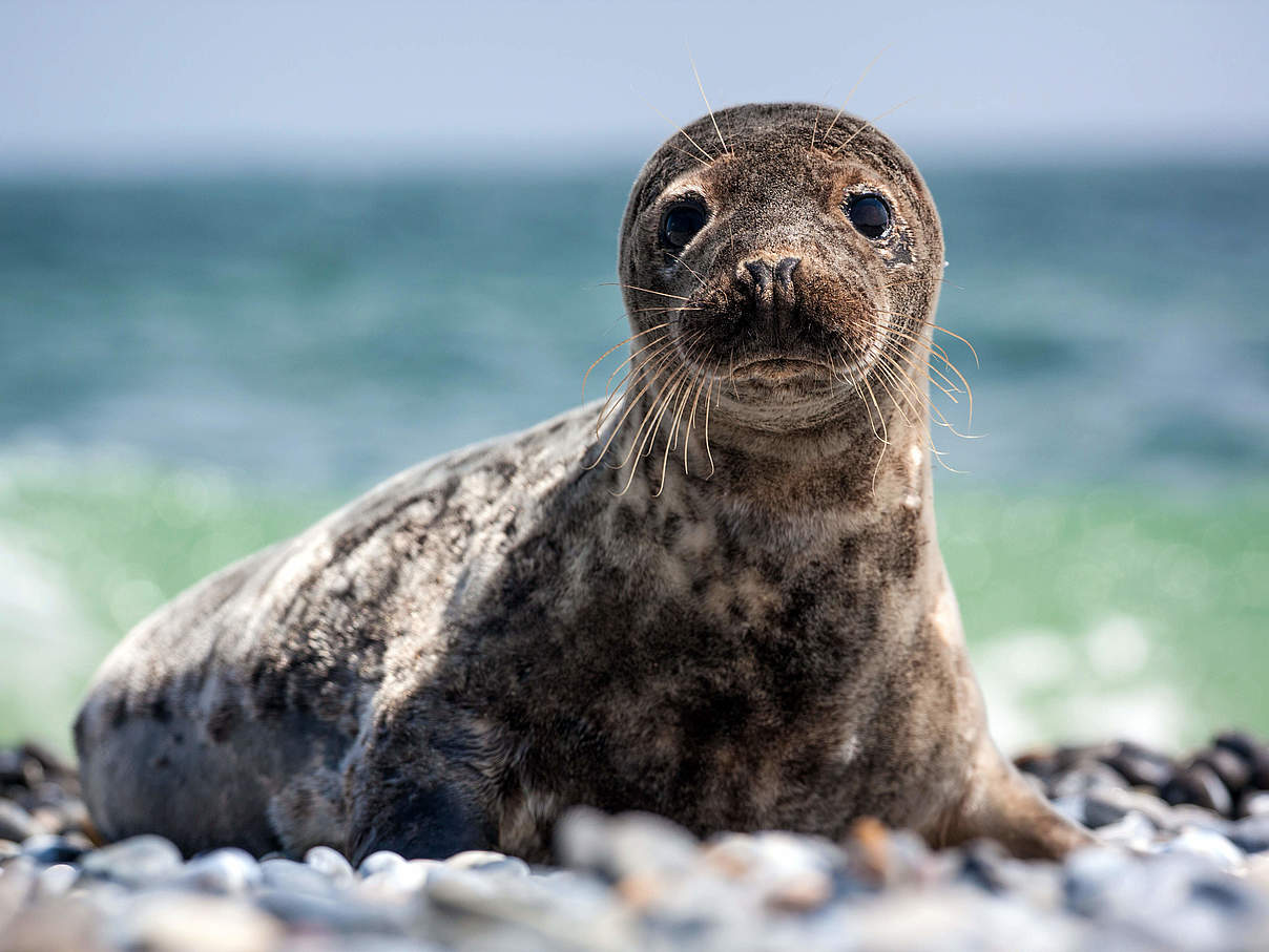 Kegelrobbe © Shutterstock / jurra8 / WWF