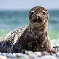 Kegelrobbe © Shutterstock / jurra8 / WWF