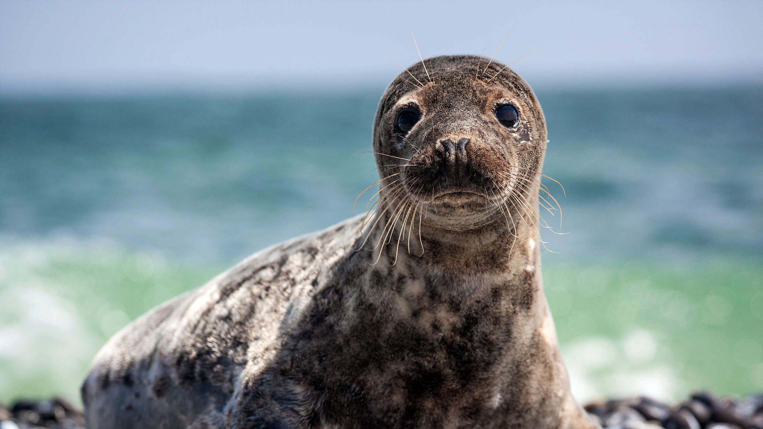 Kegelrobbe © Shutterstock / jurra8 / WWF