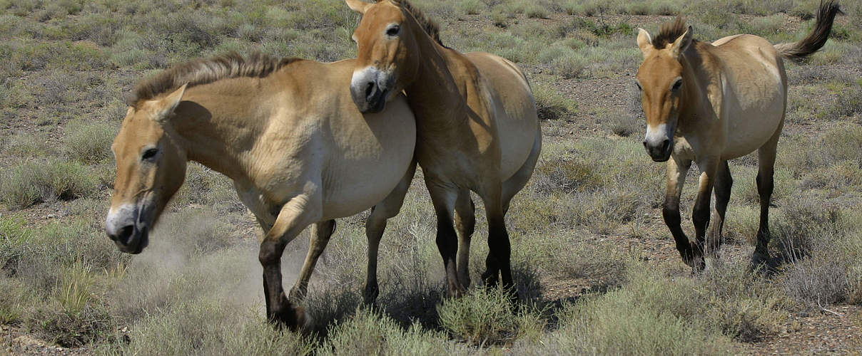 Przewalski-Pferde © Hartmut Jungius / WWF-Canon