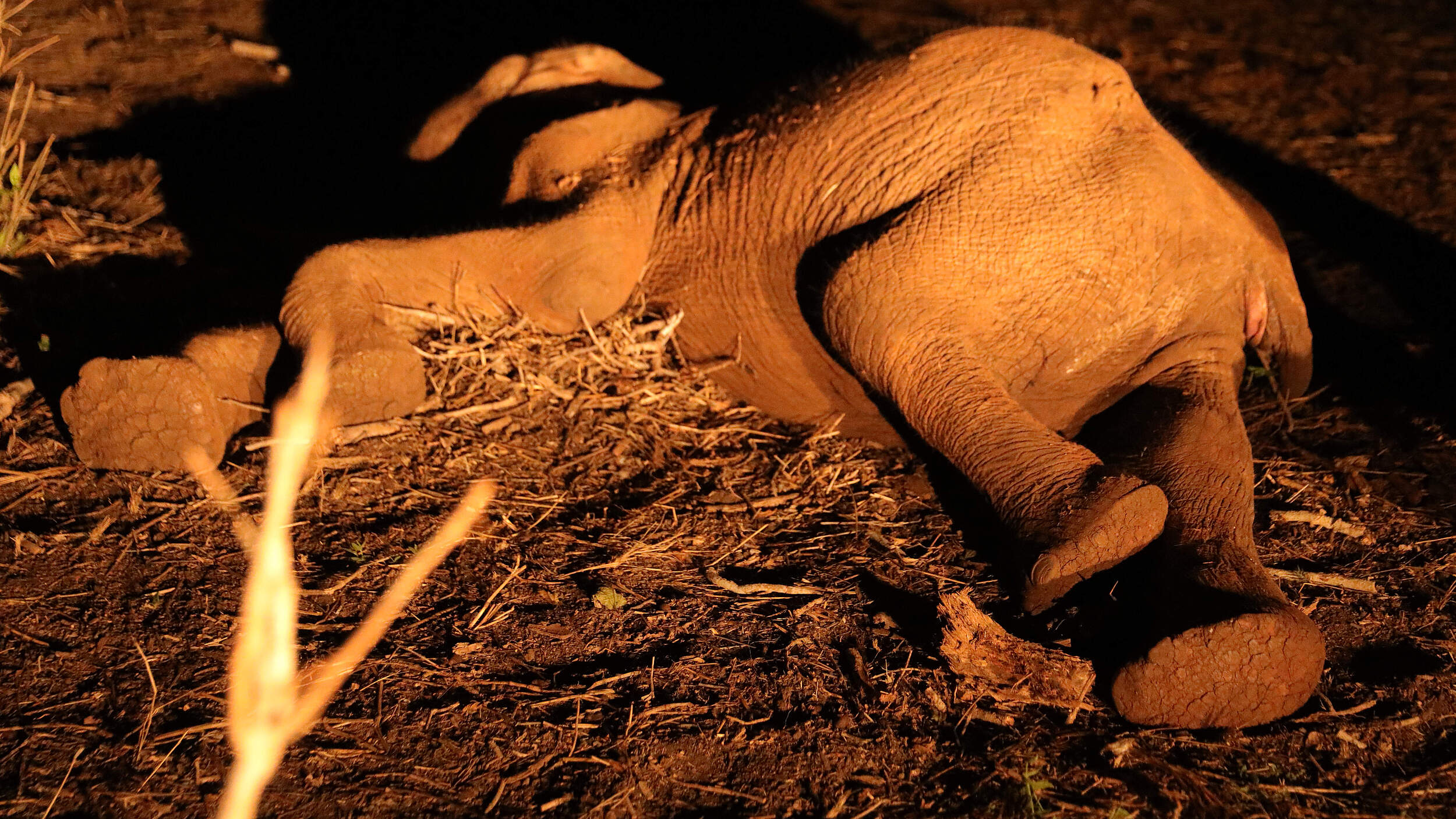 Dieses Elefantenjunge hat die Dürre nicht überlebt © WWF Kenia
