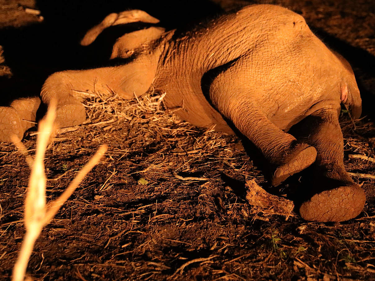 Dieses Elefantenjunge hat die Dürre nicht überlebt © WWF Kenia