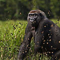 Westlicher Flachlandgorilla in Dzanga Sangha © naturepl.com / Anup Shah / WWF