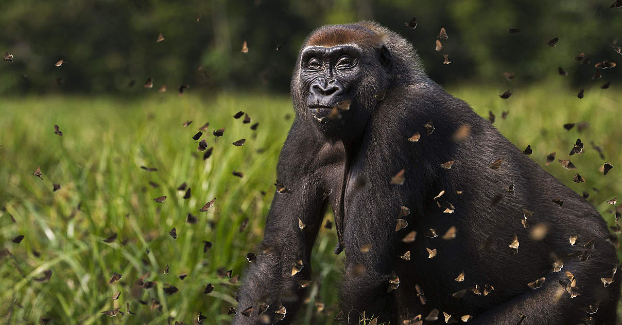 Gorillas drohen zu verschwinden