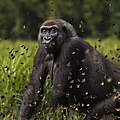 Westlicher Flachlandgorilla in Dzanga Sangha © naturepl.com / Anup Shah / WWF