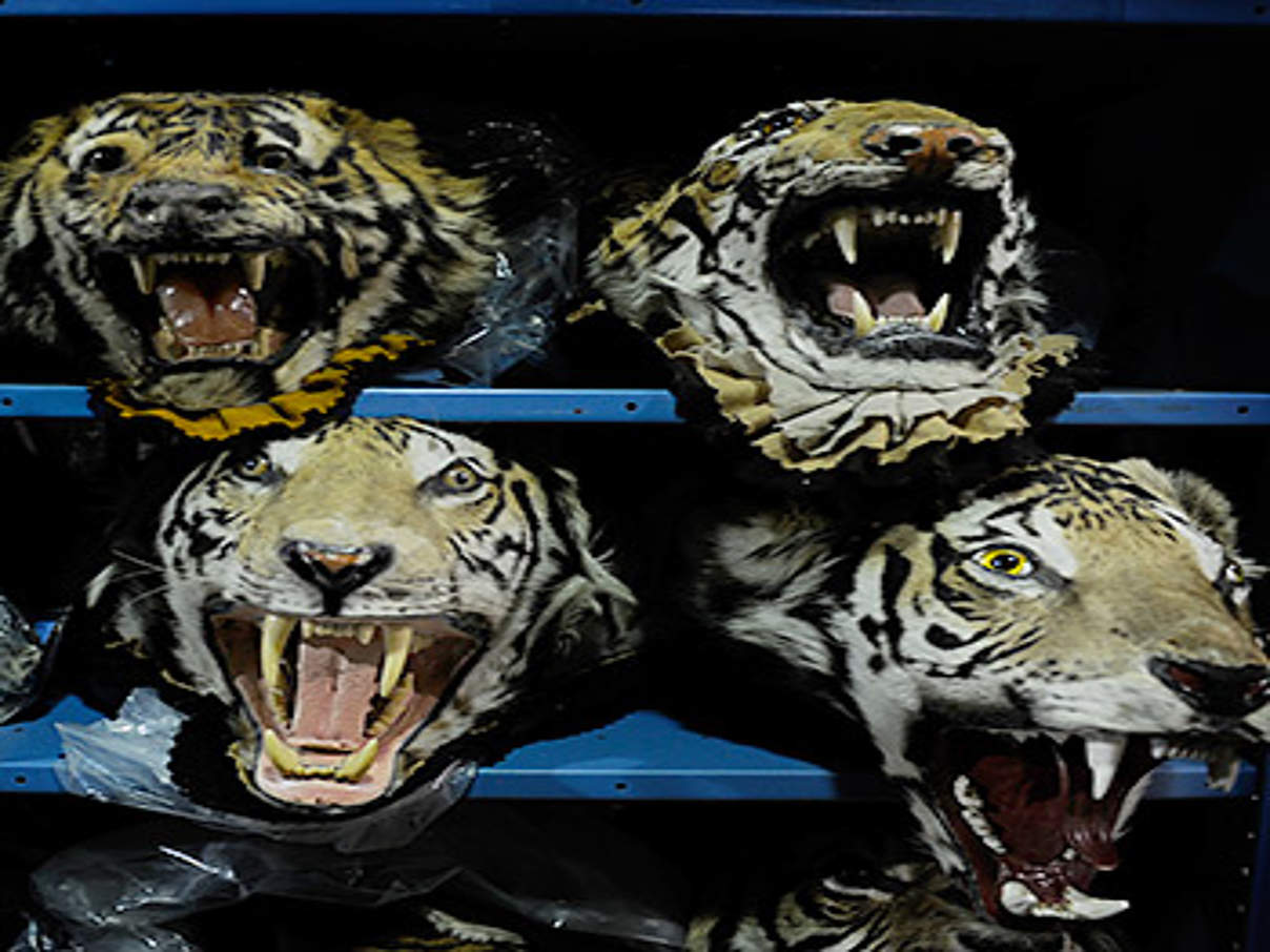 350 Tigerkoepfe c Jamie Cotten IFAW WWF US