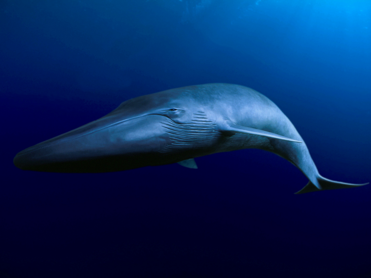 Blauwal © naturepl.com / David Fleetham / WWF