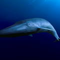 Blauwal © naturepl.com / David Fleetham / WWF