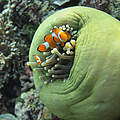 Clownfisch in Anemone, Korallendreieck © Gabriella Ahmadia / WWF-US