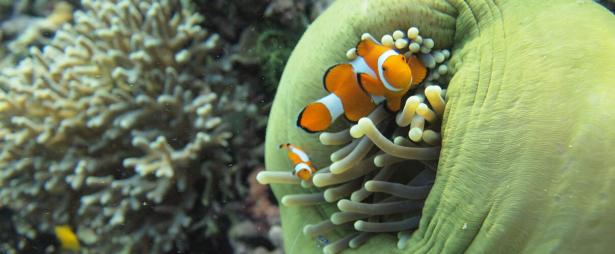 Clownfisch in Anemone, Korallendreieck © Gabriella Ahmadia / WWF-US