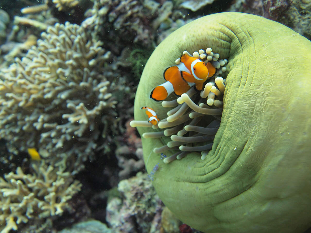 Clownfisch in Anemone, Korallendreieck © Gabriella Ahmadia / WWF-US