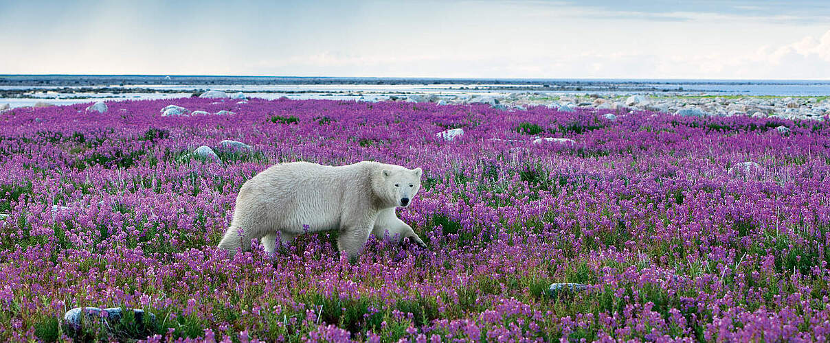 Ein Eisbär steht in einem purpurfarbenen Wildblumenmeer an der Küste von Churchill, Manitoba, in der arktischen Tundra Kanadas.