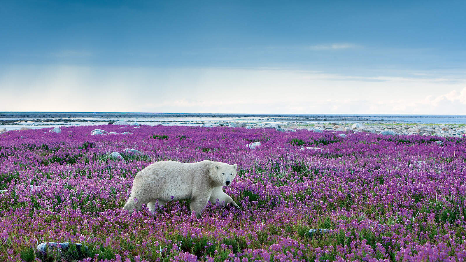 Ein Eisbär steht in einem purpurfarbenen Wildblumenmeer an der Küste von Churchill, Manitoba, in der arktischen Tundra Kanadas.