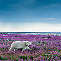 Ein Eisbär steht in einem purpurfarbenen Wildblumenmeer an der Küste von Churchill, Manitoba, in der arktischen Tundra Kanadas.