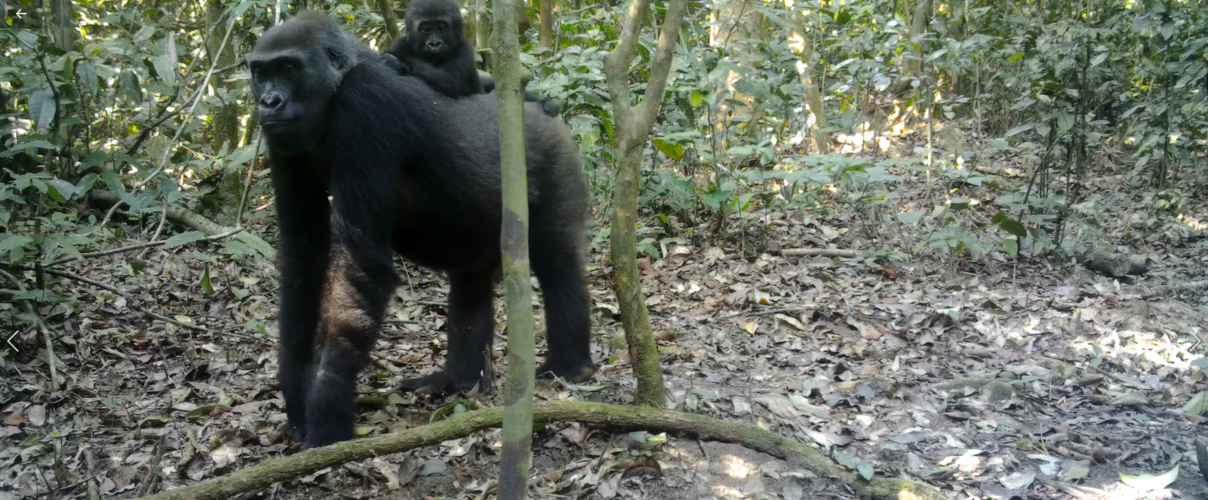 Gorillamutter mit Jungtier in der Kamerafalle © WWF