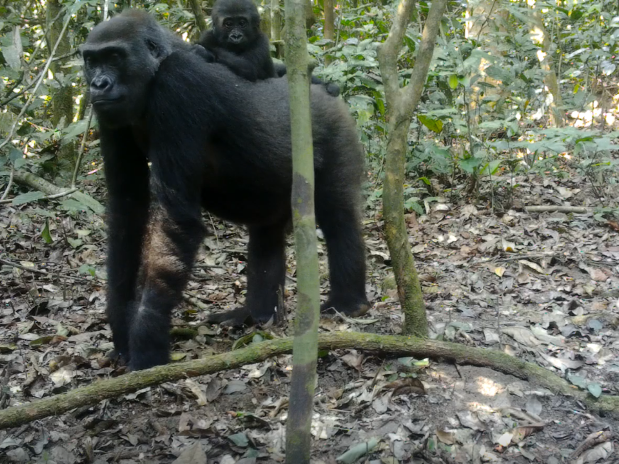 Gorillamutter mit Jungtier in der Kamerafalle © WWF