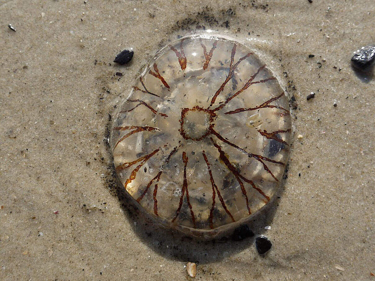 Kompassqualle am Strand von Spiekeroog