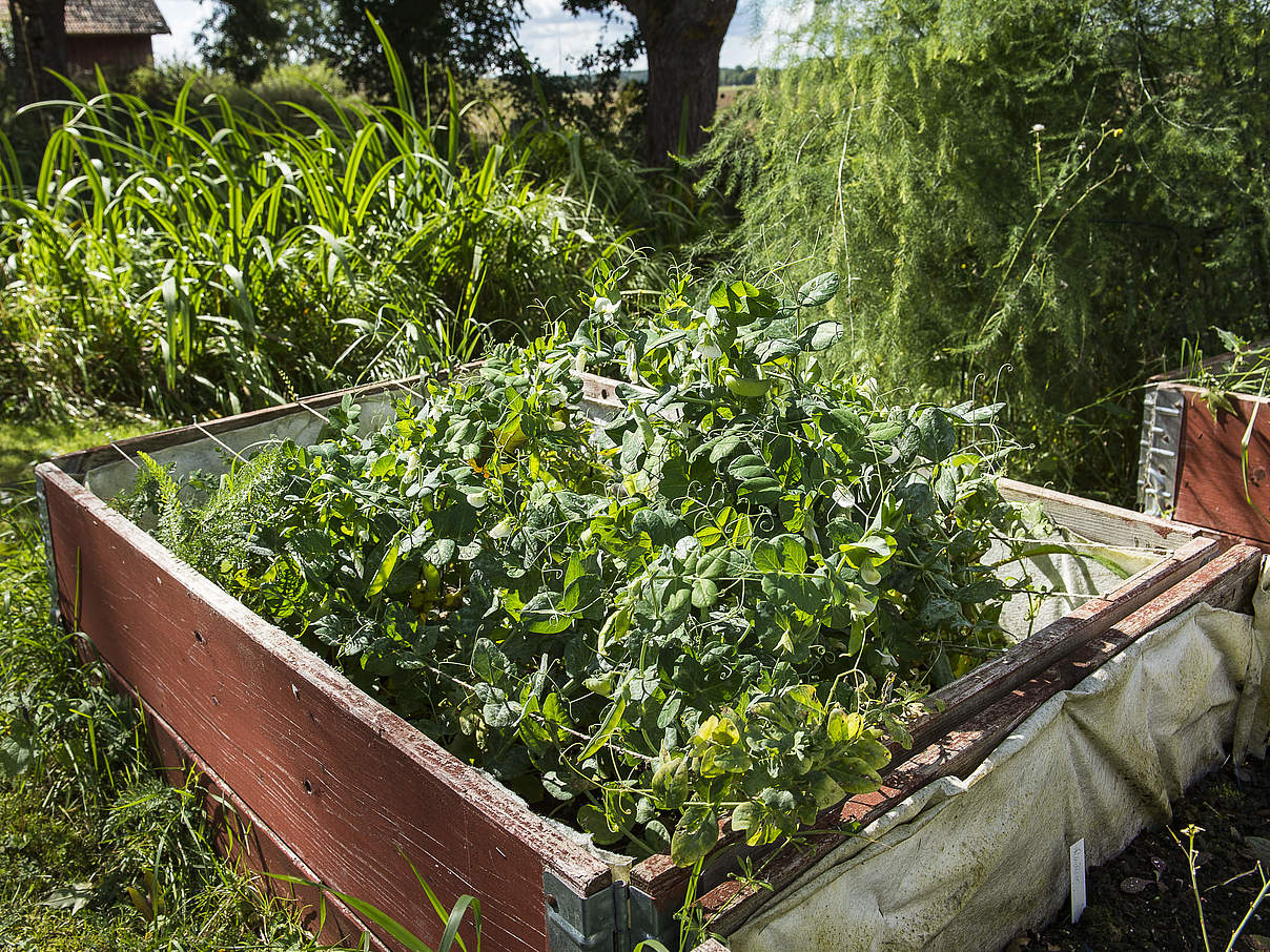 Beet im Garten © Ola Jennersten / WWF-Sweden