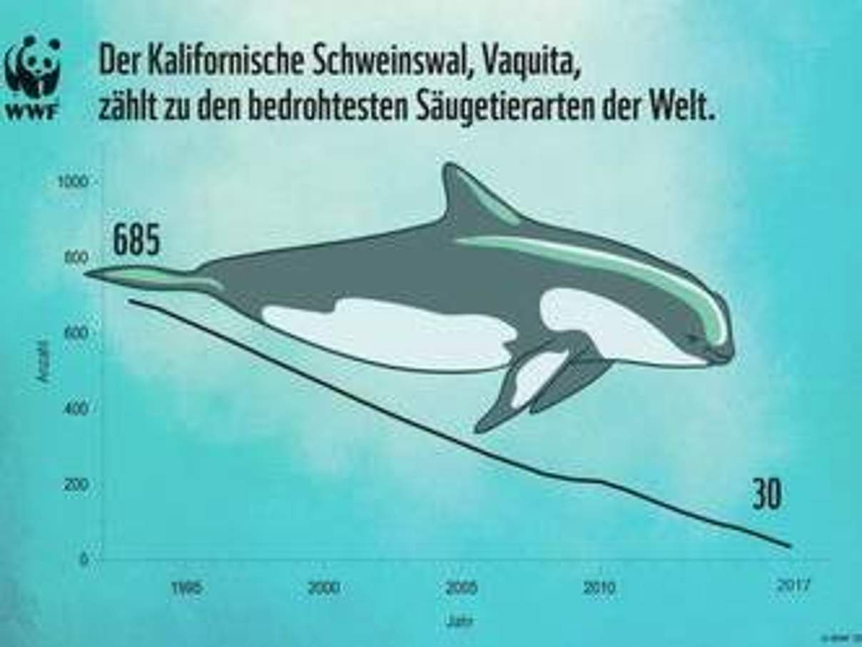 Vaquitas: Entwicklung der Bestandsgröße © WWF